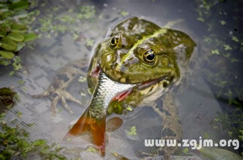 夢見魚吃魚